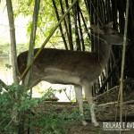 Este cervo do pantanal estava tímido com a nossa presença e se escondeu