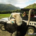 Durante o safari é possível alimentar os animais de dentro do carro