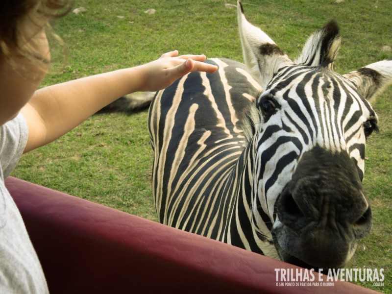 Ele adora um cafuné na cabeça! E as crianças adoram fazer.