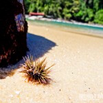 Praias desertas e selvagens esperam você no passeio de escuna