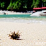 Um pequeno ouriço, uma praia de águas verdes e um barco. Perfeição!