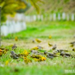 Dezenas de canários da terra na hora do lanche