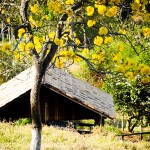 Os ipês-amarelos estavam incrivelmente floridos