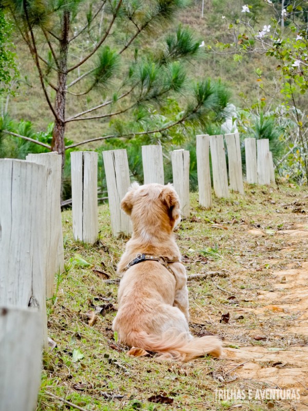 Sim, o Eco Resort Chalés San Thomas é Pet Friendly!