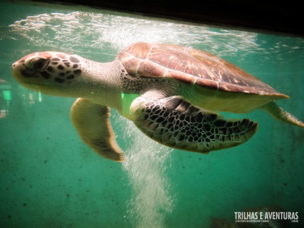 Aqui as tartarugas são reabilitadas para voltar para a natureza