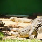 Iguanas machucadas recebem os cuidados necessários