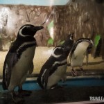 Pinguins em Natal! Os ilustres visitantes tem uma casa especial