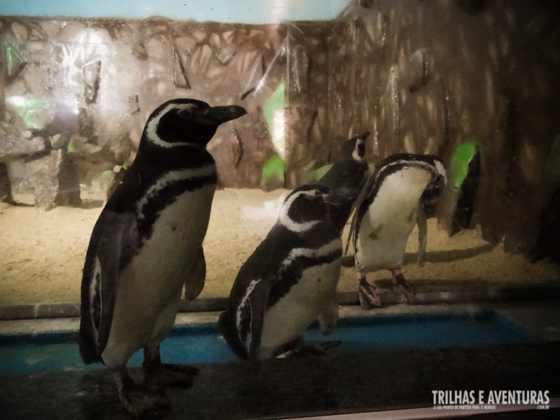 Pinguins em Natal! Os ilustres visitantes tem uma casa especial