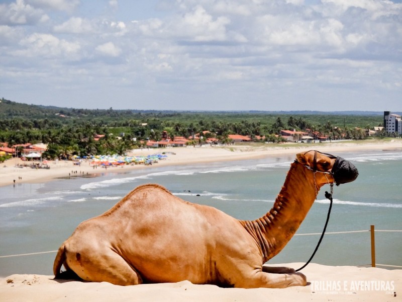 É a hora de descansar. Os animais se revezam nos passeios.