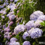 Hortênsias na estrada