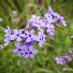 Muitas flores nos Aparados da Serra