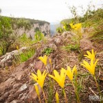 Flores complementam a beleza do Cânion Itaimbezinho de fundo na paisagem