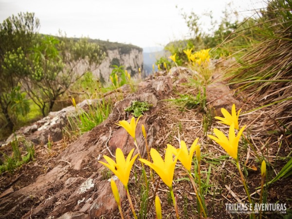 Flores complementam a beleza do Cânion Itaimbezinho de fundo na paisagem