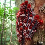 Lagartas de fogo que encontramos na Trilha do Rio do Boi