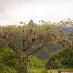 Árvores gigantes ficam pequenas perto dos paredões do cânion