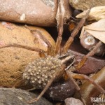 Aranha com seus filhotes nas costas, na Trilha do Rio do Boi