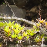 Vegetação riquíssima no Cânion Malacara