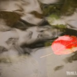 Uma simples folha na piscina natural no Cânion Malacara