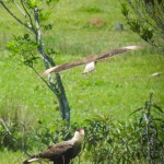 Rica fauna e flora da Serra do Faxinal ao alcance dos seus olhos