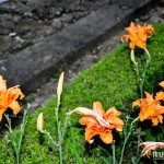 Lindas flores no hotel fazenda