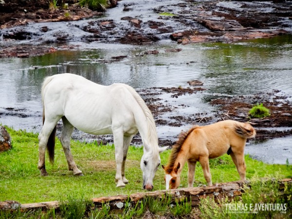 Cavalos na beira do rio do Parador Casa da Montanha
