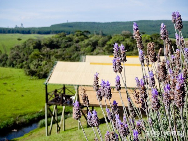 Lavanda do Campo no Parador Casa da Montanha, em Cambará do Sul - RS