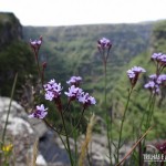 Flores do Parque Nacional da Serra Geral, no Cânion Fortaleza