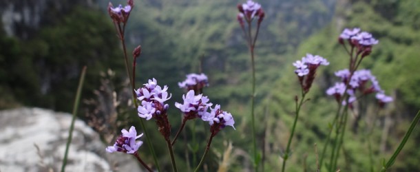 Flores do Parque Nacional da Serra Geral, no Cânion Fortaleza