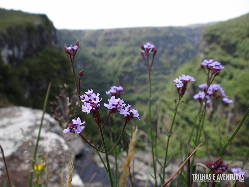 Flores do Parque Nacional da Serra Geral, no Cânion Fortaleza