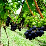 No passeio ao parreiral é possível provar as uvas também