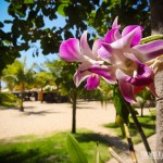 Orquídeas no Bar da Lagoa