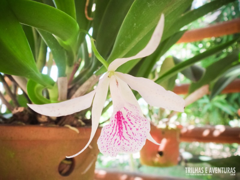 Orquídeas no Bar da Lagoa