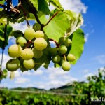 Uvas do parreiral da Valduga