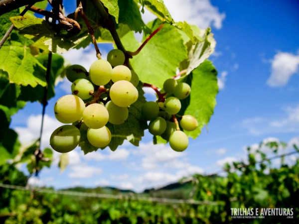 Uvas do parreiral da Valduga