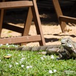 Um dos muitos visitantes do Ponto do Pirambu