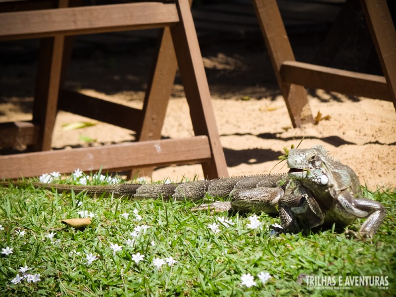 Um dos muitos visitantes do Ponto do Pirambu