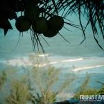 Praia do Amor vista por entre os coqueiros