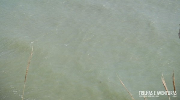 O ponto escuro lá no mar é uma enorme tartaruga que apareceu pra gente