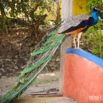 Lindos pavões andam livremente pela pousada