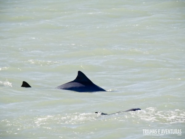 Golfinhos durante o Stand Up Paddle na Praia do Madeiro, em Pipa