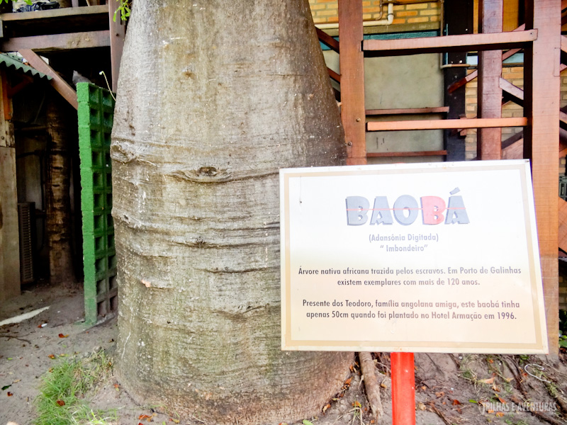 Este baobá tinha apenas 50cm quando foi plantado em 1996