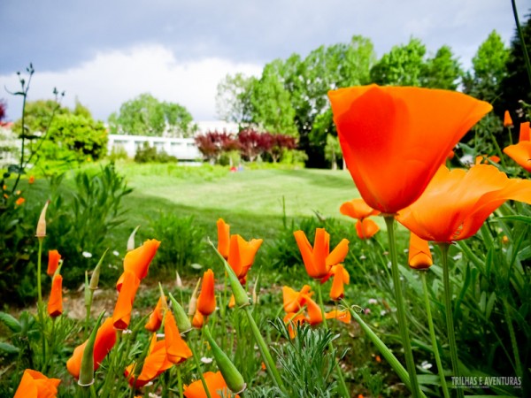 Flores ao redor do Hotel Quinta das Lágrimas, em Coimbra