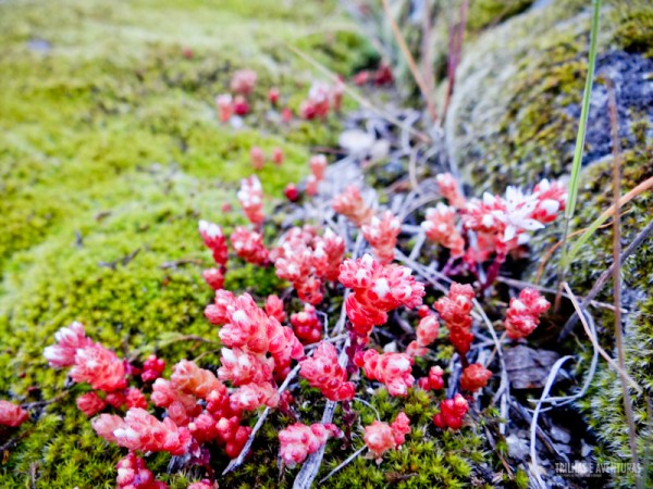 Pequeninas Flores em volta do Castelo de Marialva