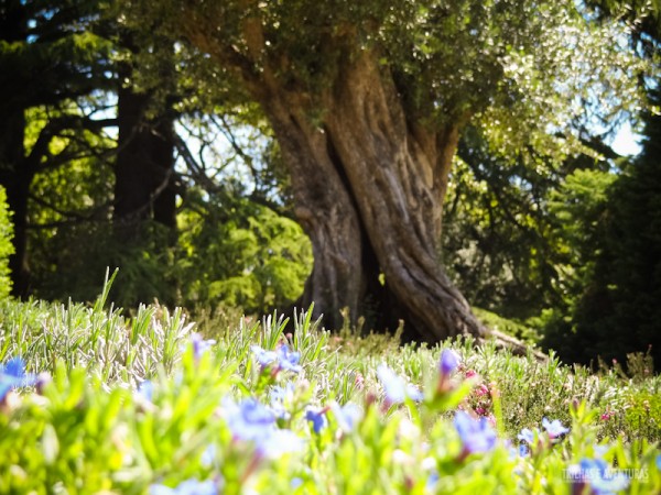 A Fundação de Serralves surpreende