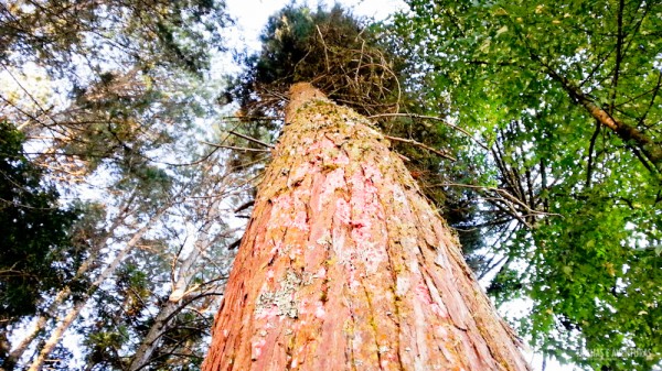 Araucárias centenárias te fazem companhia nas trilhas da área do hotel em Campos do Jordão