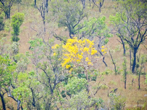 Ipês amarelos estão sempre presentes no cerrado