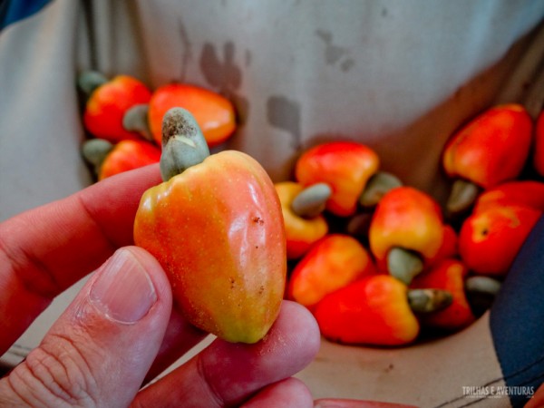 Caju anão do Jalapão... e ainda tem alguns ainda menores