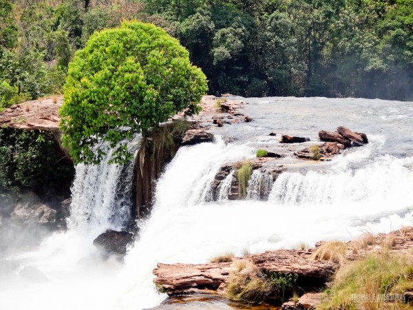 Árvore resistente as forças das águas da Cachoeira da Velha no Jalapão