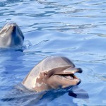 Golfinhos da Dolphin Adventure em Nuevo Vallarta