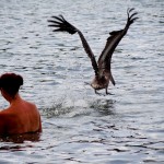 Os pelicanos nem incomodam com as pessoas